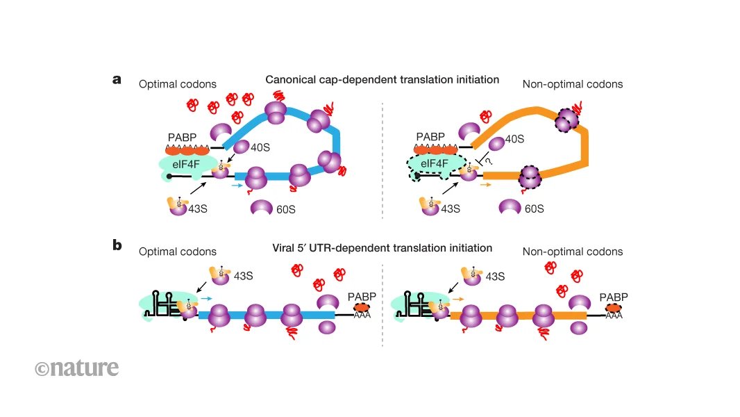 كيف يهرب RNA الفيروسي من آلية مضيفة تتحكم في الترجمة - صورة مميزة كيف يهرب RNA الفيروسي من آلية مضيفة تتحكم في الترجمة
