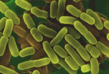 لماذا البراعم أكثر عرضة لتكاثر E. coli والسالمونيلا؟